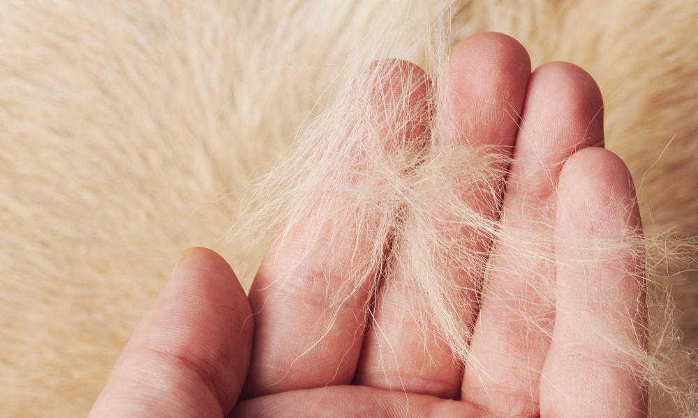 5 Ways To Find Relief From a Pet Allergy