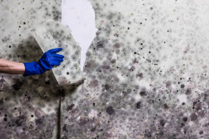 dealing with mold and mold allergies after hurricane harvey 5c520d4297f0c