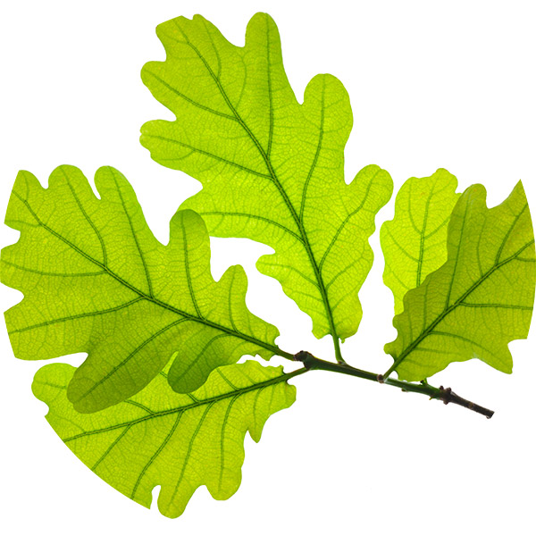 oak