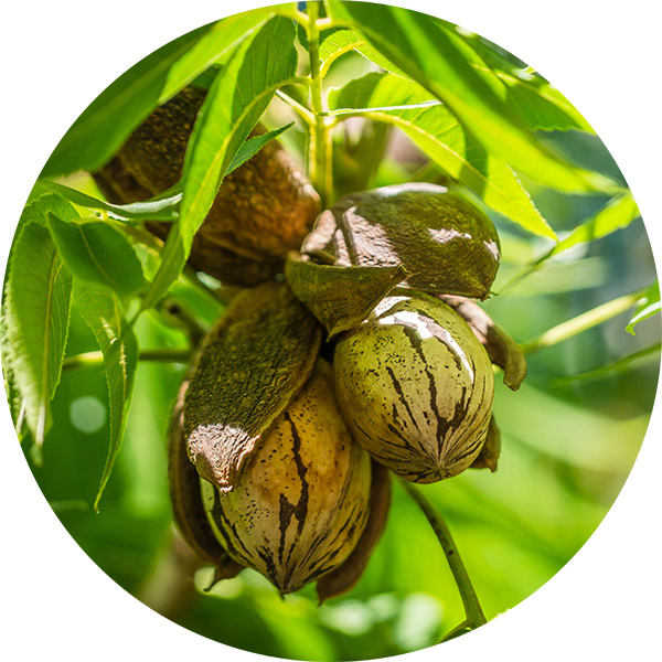 pecan