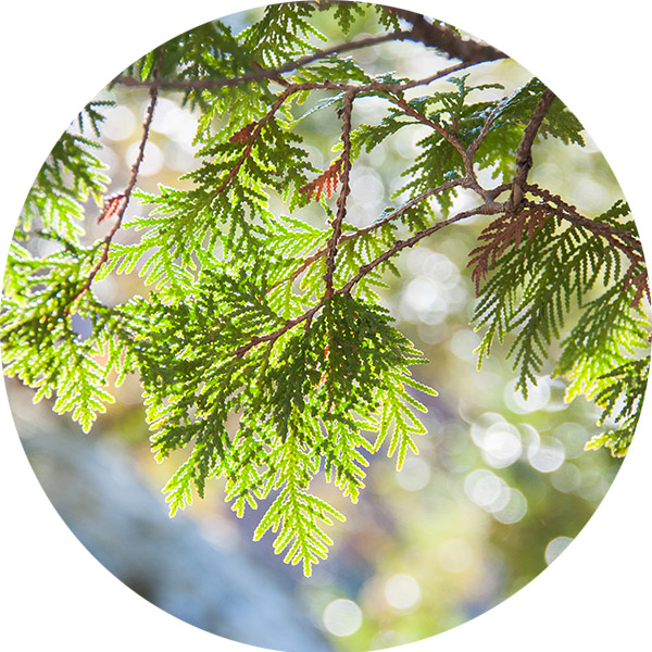 cedar cedar