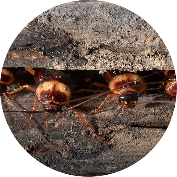 cockroaches cockroaches