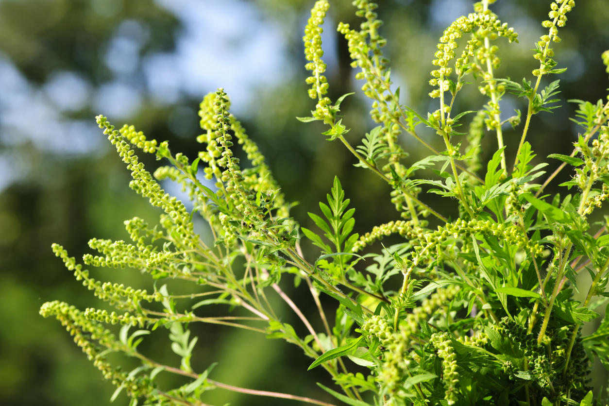ragweed allergies